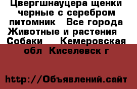 Цвергшнауцера щенки черные с серебром питомник - Все города Животные и растения » Собаки   . Кемеровская обл.,Киселевск г.